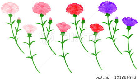 カーネーションの手書きイラスト　水彩風 101396843