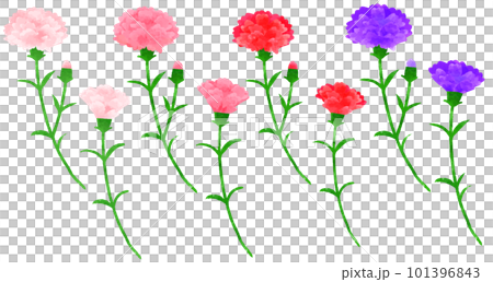カーネーションの手書きイラスト　水彩風 101396843