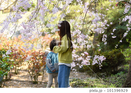 桜を見ている女性 101396929