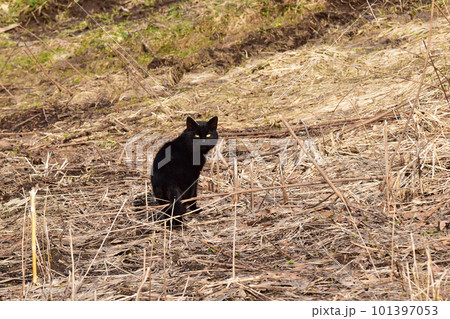 枯野に黒猫 枯野に黒猫 101397053