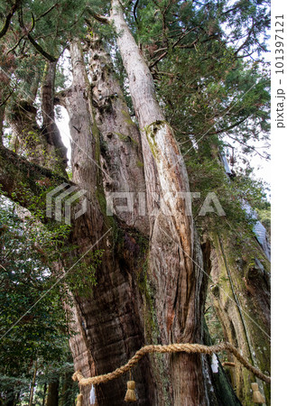 パワースポット　杉の大杉　特別天然記念物　高知県 101397121