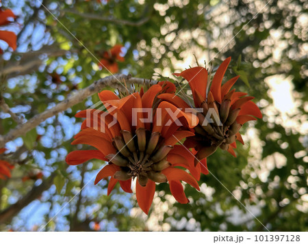 Red flowers of Erythrina tree, or Coral tree (lat. - Erythrina) Red flowers of Erythrina tree, or Coral tree (lat. - Erythrina) 101397128