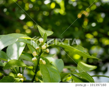 スダチの花芽 101397160