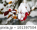 雪をかぶった椿の花 101397504