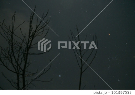 北杜市白州町、冬枯れの枝の間に冬の大三角・オリオン座 北杜市白州町、冬枯れの枝の間に冬の大三角・オリオン座 101397555