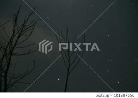 北杜市白州町、冬枯れの枝の間に冬の大三角・オリオン座 101397556