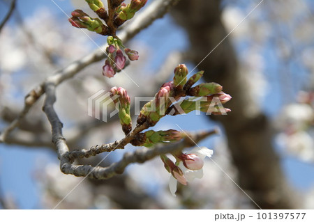 桜満開の大阪高槻城公園の春 101397577