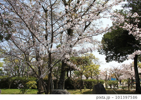 桜満開の大阪高槻城公園の春 101397586