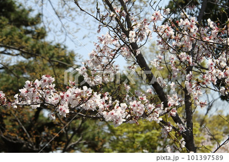桜満開の大阪高槻城公園の春 桜満開の大阪高槻城公園の春 101397589