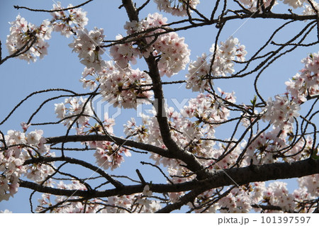 桜満開の大阪高槻城公園の春 桜満開の大阪高槻城公園の春 101397597