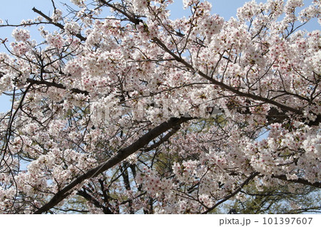 桜満開の大阪高槻城公園の春 101397607