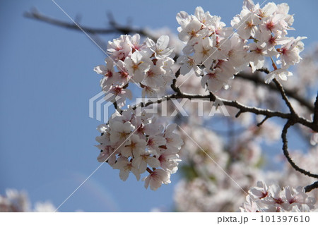 桜満開の大阪高槻城公園の春 101397610