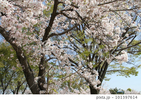 桜満開の大阪高槻城公園の春 101397614