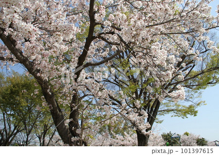 桜満開の大阪高槻城公園の春 桜満開の大阪高槻城公園の春 101397615