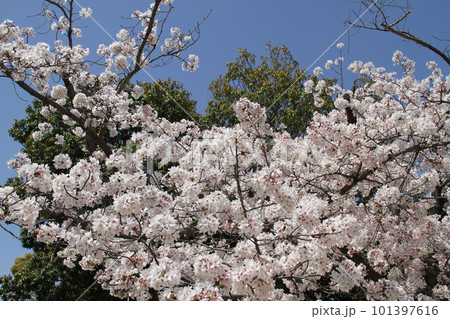 桜満開の大阪高槻城公園の春 桜満開の大阪高槻城公園の春 101397616