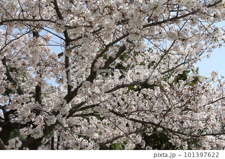 桜満開の大阪高槻城公園の春 桜満開の大阪高槻城公園の春 101397622