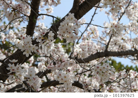 桜満開の大阪高槻城公園の春 101397625