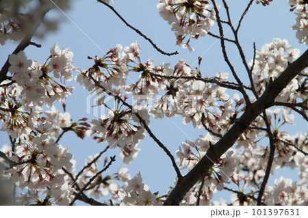 桜満開の大阪高槻城公園の春 101397631