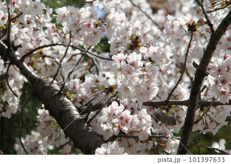 桜満開の大阪高槻城公園の春 101397633