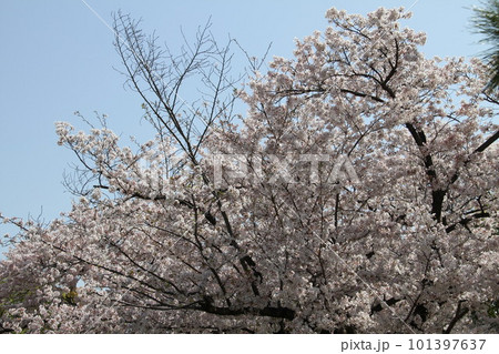 桜満開の大阪高槻城公園の春 101397637
