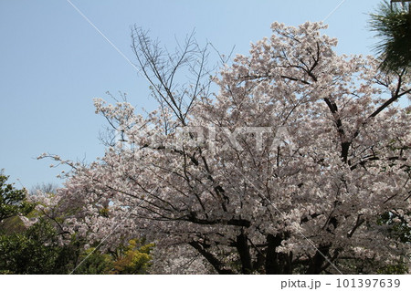 桜満開の大阪高槻城公園の春 101397639