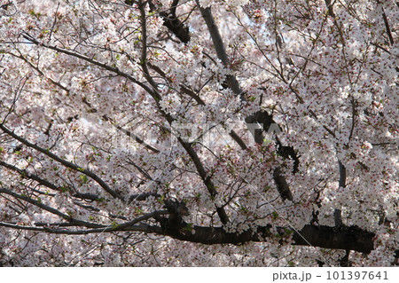 桜満開の大阪高槻城公園の春 桜満開の大阪高槻城公園の春 101397641