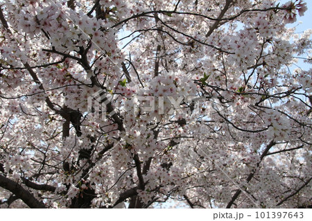 桜満開の大阪高槻城公園の春 101397643