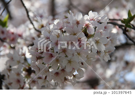 桜満開の大阪高槻城公園の春 101397645