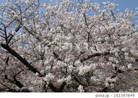 桜満開の大阪高槻城公園の春 桜満開の大阪高槻城公園の春 101397649