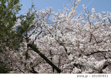 桜満開の大阪高槻城公園の春 桜満開の大阪高槻城公園の春 101397651