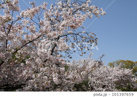 桜満開の大阪高槻城公園の春 101397659