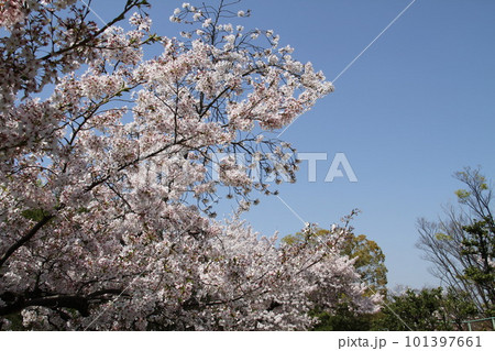 桜満開の大阪高槻城公園の春 101397661