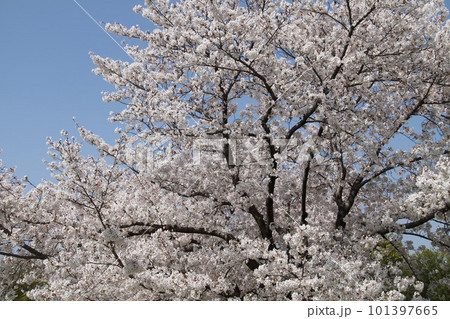 桜満開の大阪高槻城公園の春 101397665