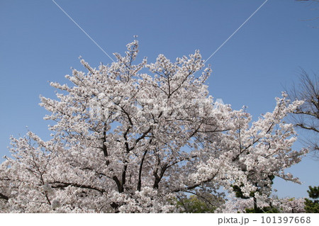 桜満開の大阪高槻城公園の春 101397668