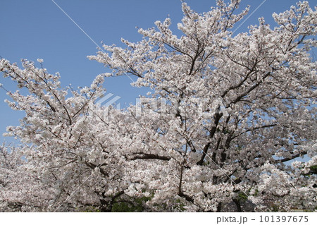 桜満開の大阪高槻城公園の春 101397675