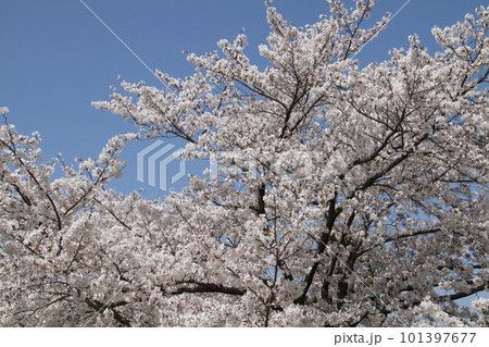 桜満開の大阪高槻城公園の春 101397677