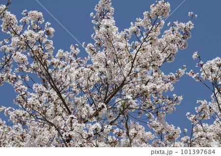 桜満開の大阪高槻城公園の春 101397684
