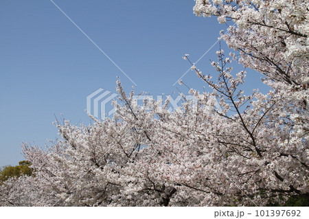 桜満開の大阪高槻城公園の春 101397692