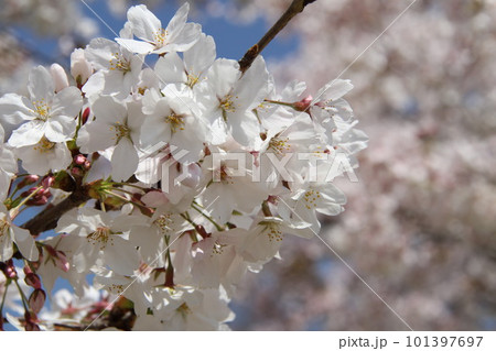 桜満開の大阪高槻城公園の春 101397697