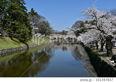 彦根城　桜 101397837