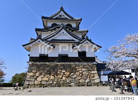 彦根城 桜 彦根城 桜 101397841