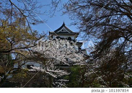 彦根城　桜 101397854