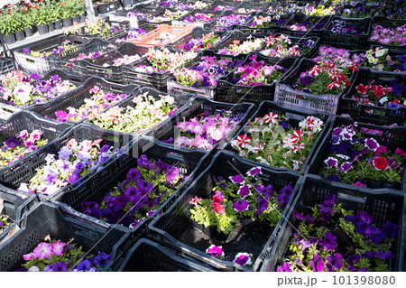 Plant nursery for sale in pots. Landscaping of the garden and terraces. Selling flower seedlings in pots Plant nursery for sale in pots. Landscaping of the garden and terraces. Selling flower seedlings in pots 101398080