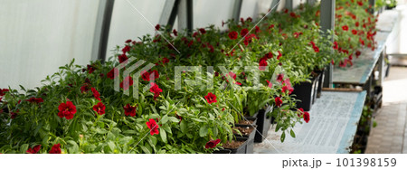 Plant nursery for sale in pots. Landscaping of the garden and terraces. Selling flower seedlings in pots Plant nursery for sale in pots. Landscaping of the garden and terraces. Selling flower seedlings in pots 101398159