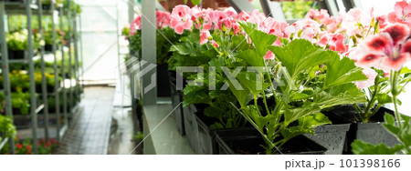 Plant nursery for sale in pots. Landscaping of the garden and terraces. Selling flower seedlings in pots Plant nursery for sale in pots. Landscaping of the garden and terraces. Selling flower seedlings in pots 101398166