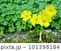 黄色いカタバミの花 101398184