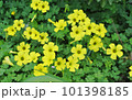 黄色いカタバミの花 101398185