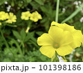 黄色いカタバミの花 101398186
