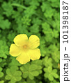 黄色いカタバミの花 101398187