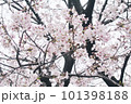 くもり空と桜 101398188